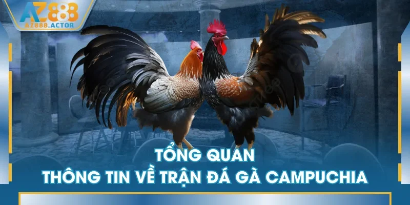Tổng quan thông tin về trận đá gà Campuchia